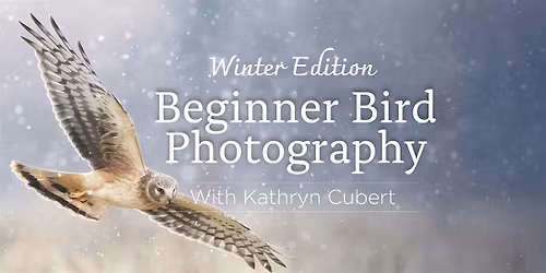 Beginner Bird Photography: Winter edition