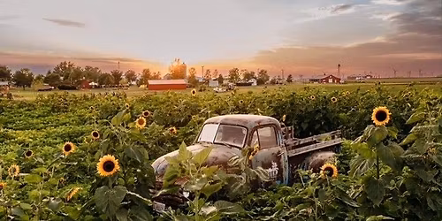 Sunflower Days Festival