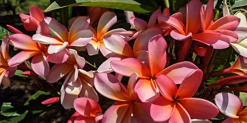 2026 Plumeria Festival