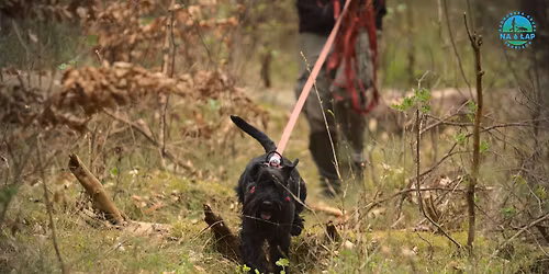 SZCZECIN\/WIELGOWO: Trening tropienia (mantrailingu)