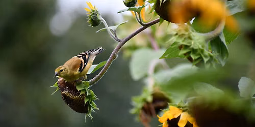 Fall Bird Walk -October 11