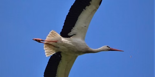 RSPB Car Sharing Trip to Knepp Estate