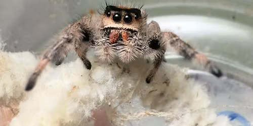 New England Reptile Expo 