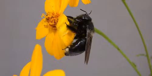 Managing Beneficial Insects in the Landscape 