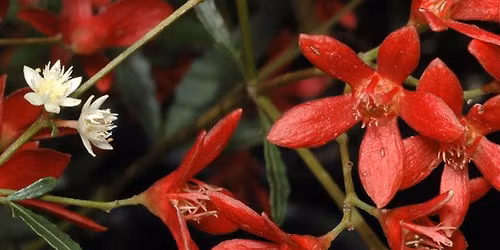 Adelaide Hills Christmas Celebration - Norton Summit