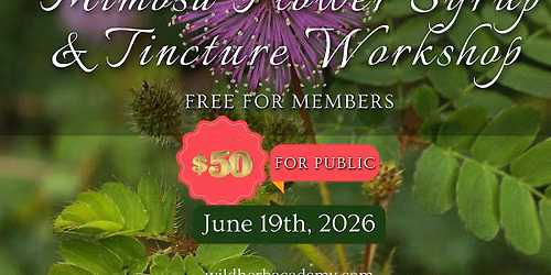 Mimosa (Albizia julibrissin) Tincture and Syrup Workshop