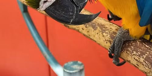 World Parrot Expo 2026