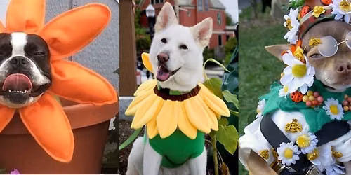 Petals & Paws Pet Walk