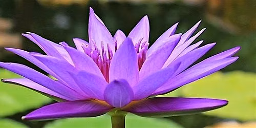 Buddhist Meditation and Mindfulness 6 Week Course - The Eight-Fold Path