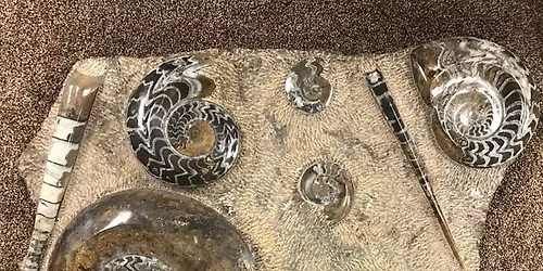 50th Anniversary Gem, Fossil, and Jewelry Show- 'All That Glitters'