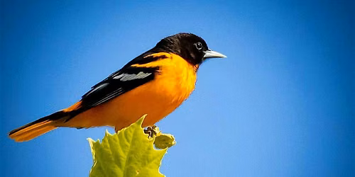 Bird Walk - Wheaton Regional Park
