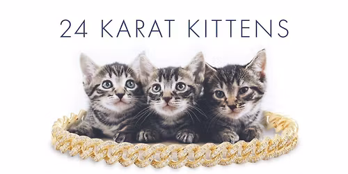 24 Karat Kittens \ud83d\udc3e Kitten Adoption Event