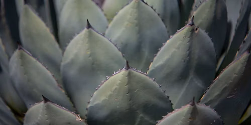 Botanical Garden Tour at Point Defiance Zoo & Aquarium