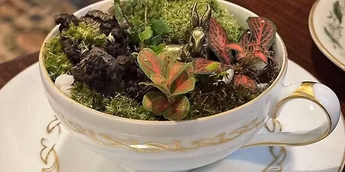 Build your own Tea-rarium with Plush Moon Terrarium Co