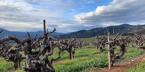 Uncorking Zinfandel: California\u2019s Heritage in the Glass - Masterclass
