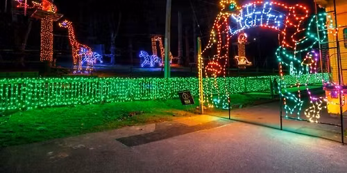 Acoustic Sunday at The Zoo - Wild Lights!