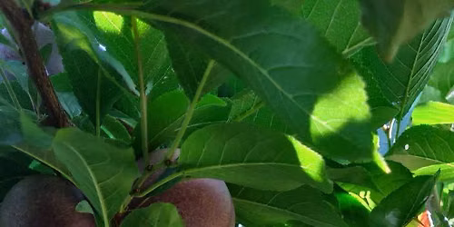Lammas Peach Pick\/water Bath canning make and take