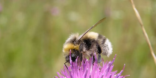 Introduction to Bumblebees