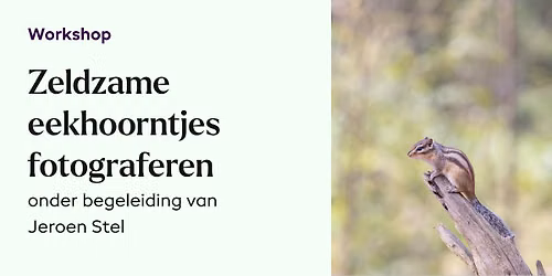 Eekhoornfotografie - Jeroen Stel