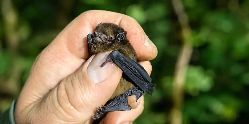 Pekapeka: Inside the Hidden World of New Zealand's Native Bats with Fredrik Hjelm