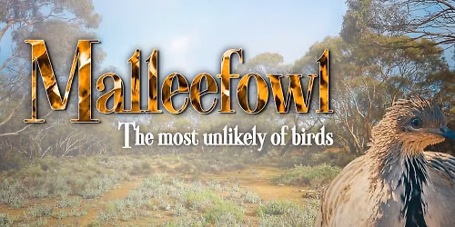 Malleefowl - The most unlikely of birds