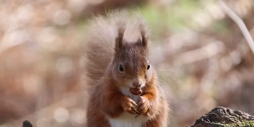 Red Squirrel Watch