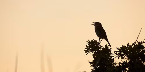 Dawn Chorus at Idle Valley Nature Reserve