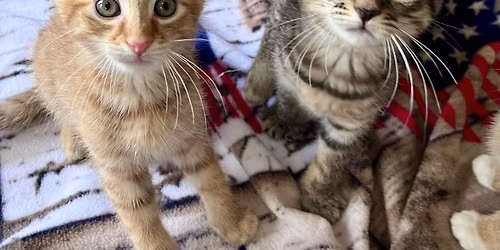 Meet & Greet Adoption Event