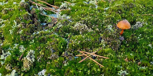 Touch grass: nature connection for LGBTQ+