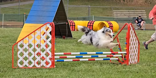 AKC Agility Trial