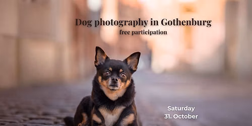 Dogs in the city photoshoot - Gothenburg eddition