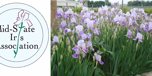 Annual Iris Show of the Mid-State Iris Association Annual Iris Association