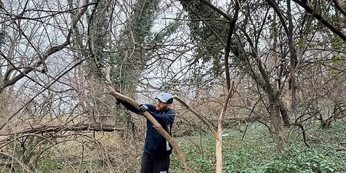 Vegetation Removal South of Four Mile Run