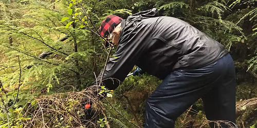 Rydding av hemlokk i Langeskogen