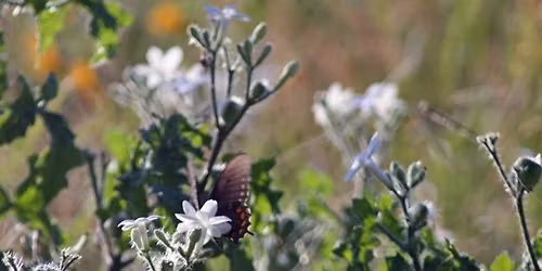 Pollinators