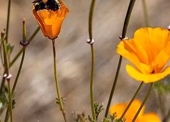 Beginning Nature Journaling