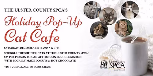Holiday Pop-Up Cat Cafe