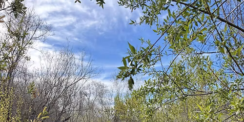 Lower SLO Creek Floodplain Preserve Restoration Event