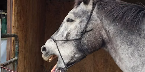 Equine Touch for horse owners