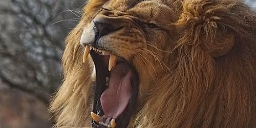 Battle of the Beasts