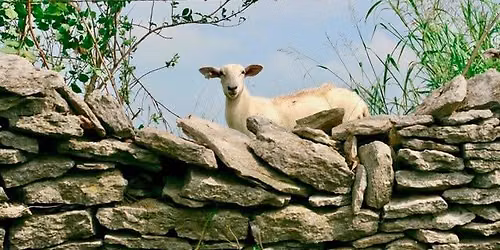 Raising Sheep, Marketing Lamb and Conserving Farmland: Farmer Field Day