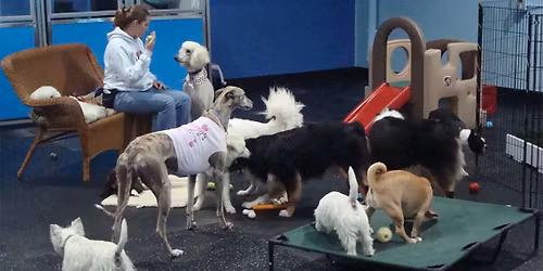 Chula Vista - Dog dental cleaning