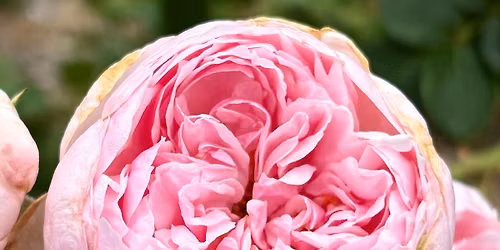 Botanica & Wichita Rose Society Photography Contest