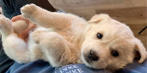 Adoption Event - Petsmart Highlands Ranch, CO