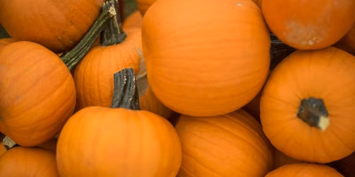 Harvest Festival: Great Pumpkin Harvest