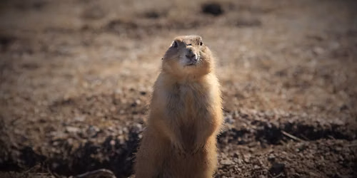 Wild Neighbors: Prairie Dog Edition!