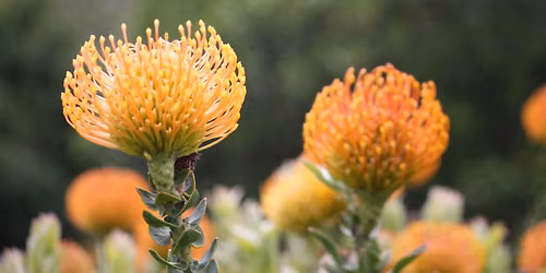 Success with Seeds Workshop: Fynbos Edition