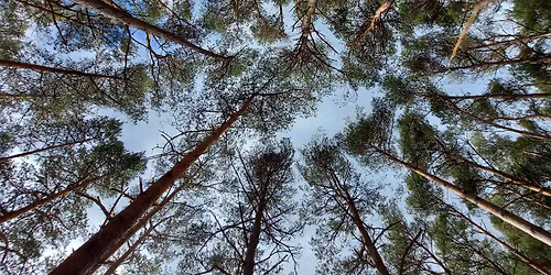 Winter-Well Walk - inspired by Forest Bathing