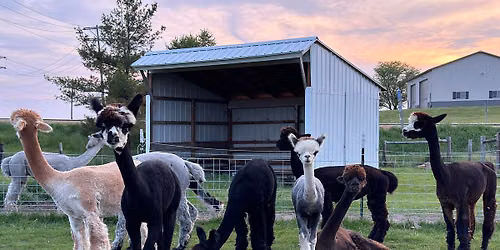 7th Annual Alpaca Days 
