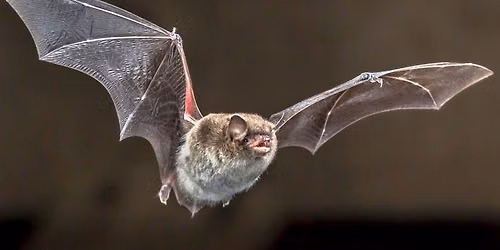 Nature Hike-Bat Hike